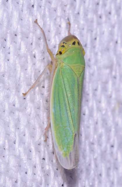 Cicadella viridis - méregzöld kabóca