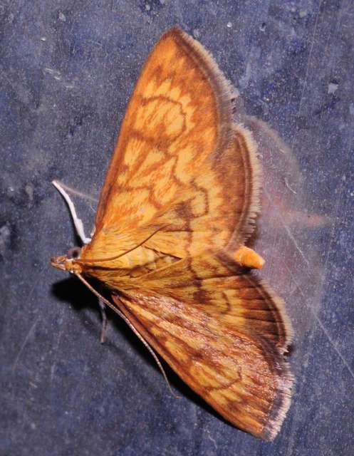 Ecpyrrhorrhoe rubiginalis - rozsdavörös tűzmoly
