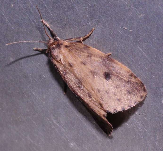 Thumata senex - mocsári medvelepke