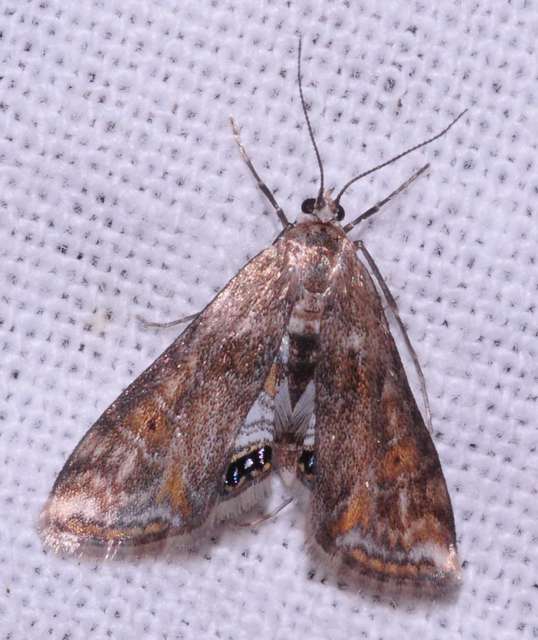 Cataclysta lemnata - békalencsemoly