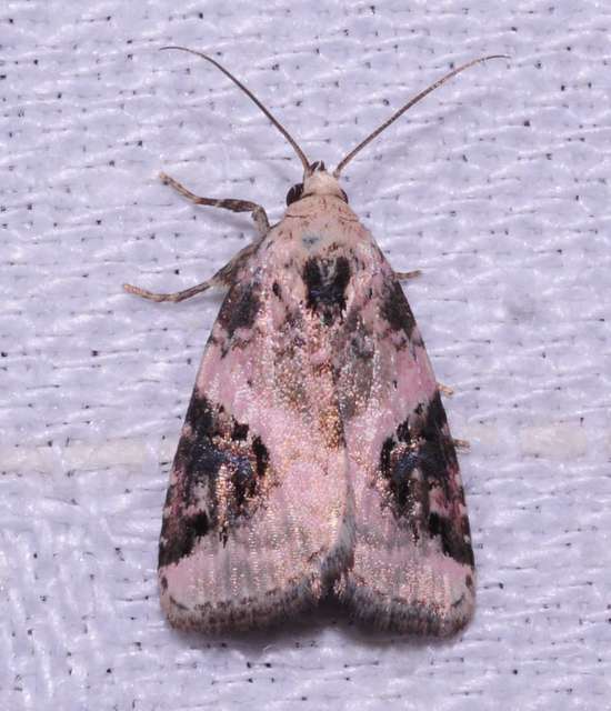 Pseudeustrotia candidula - fehéres apróbagoly