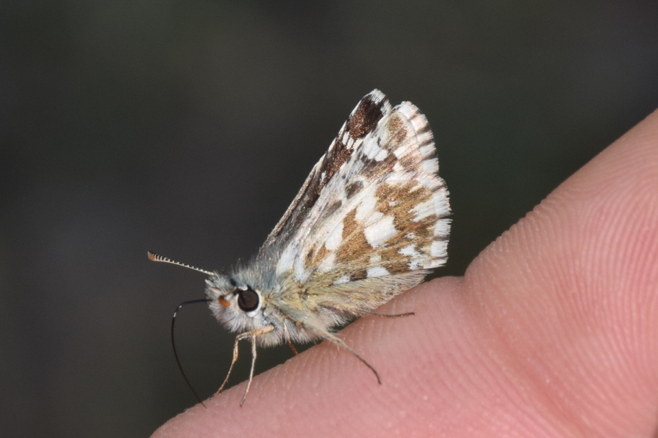 Pyrgus armoricanus - feles busalepke