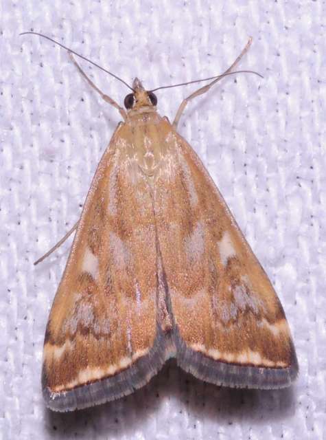 Loxostege sticticalis - muszkamoly