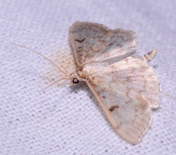 Anania perlucidalis - lápréti tűzmoly