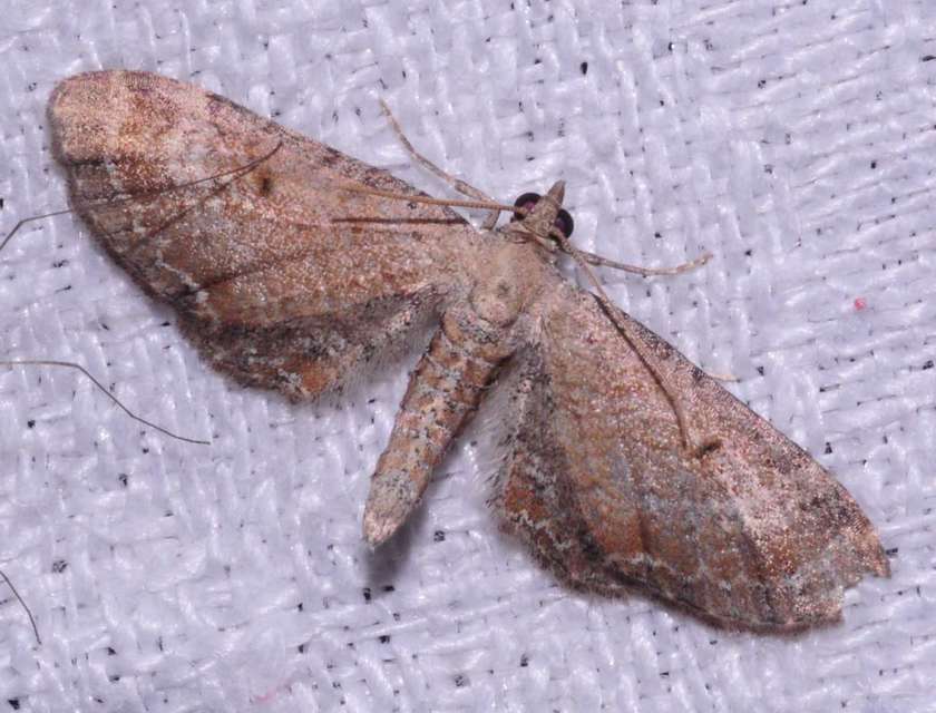 Eupithecia simpliciata - kerekszárnyú törpearaszoló