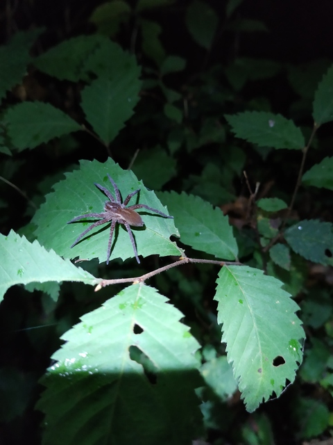 Dolomedes