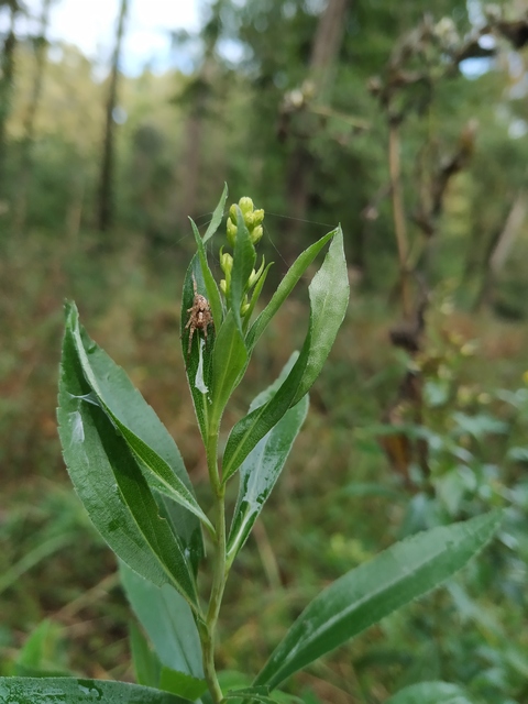 Anyphaena accentuata - jegyespók