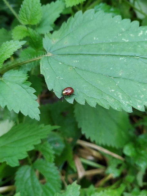 Chrysolina polita - réti mentalevelész