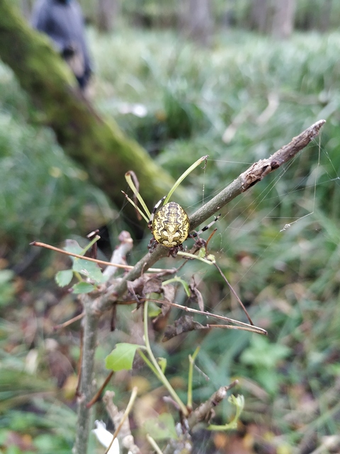 Araneus marmoreus - márványos keresztespók