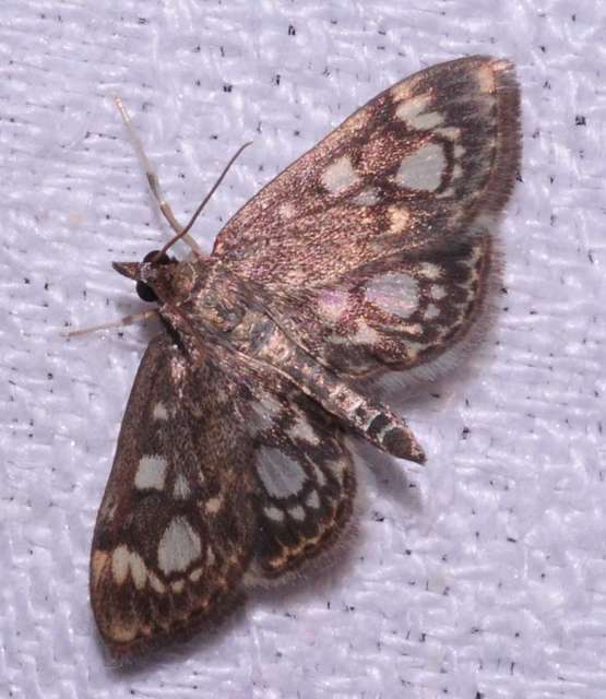 Anania coronata - koronás dudvamoly