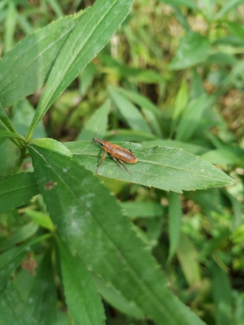Lixus pulverulentus - mályvafúró dudvabarkó