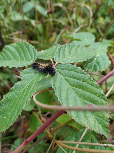 Acronicta auricoma - aranyos szigonyosbagoly