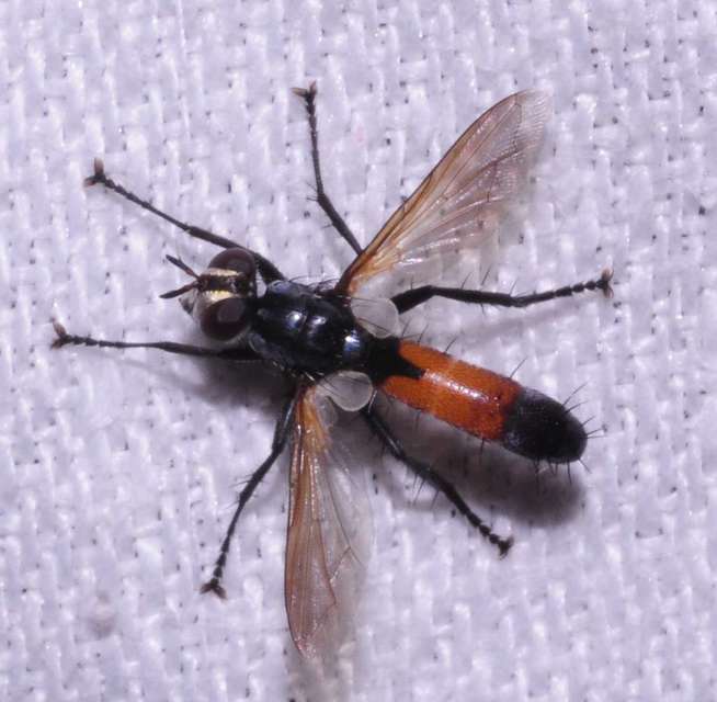 Cylindromyia intermedia