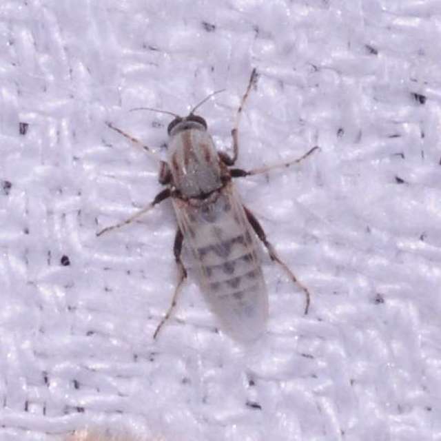 Sphaeromias pictus