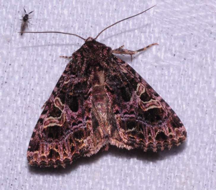 Sideridis rivularis - vörhenyes szegfűbagoly