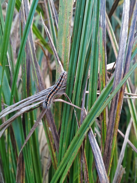Simyra albovenosa - mocsári lándzsásbagoly Simyra albovenosa - mocsári lándzsásbagoly
