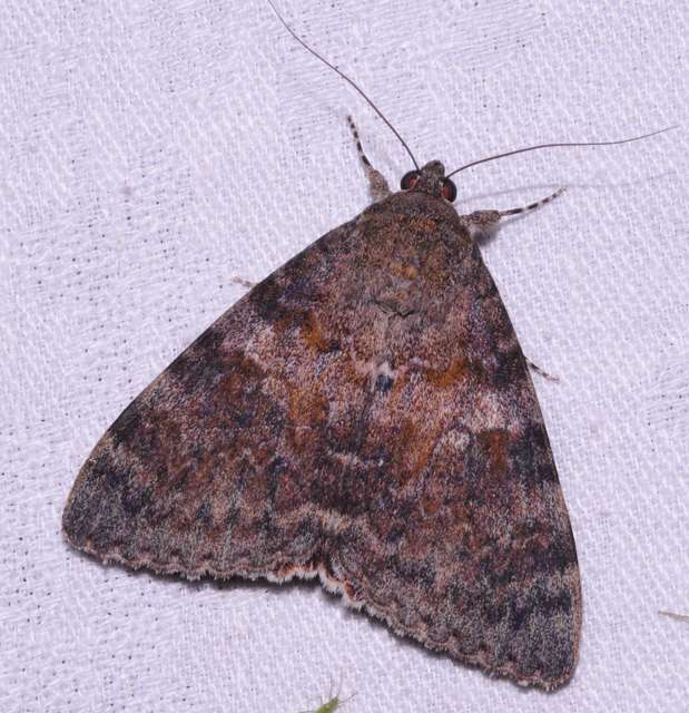 Catocala elocata - közönséges övesbagoly