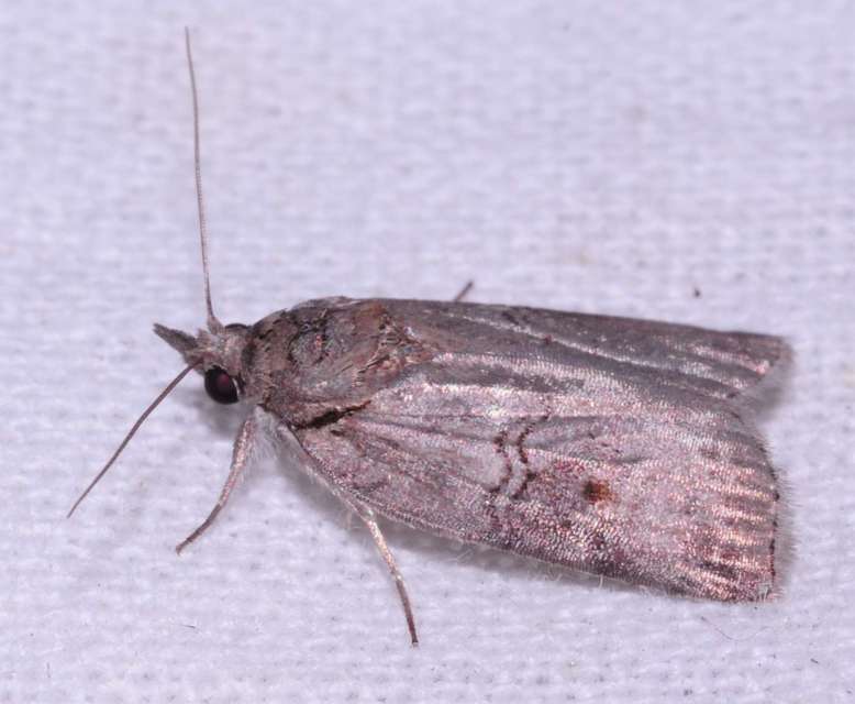 Nycteola asiatica - nyárfa-trapézbagoly