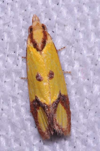 Agapeta zoegana - barnacsíkos sárgamoly