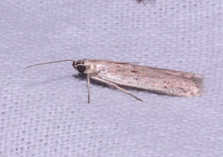 Homoeosoma nebulella - napraforgómoly