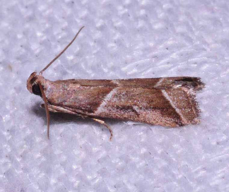 Nyctegretis lineana - agátszínű karcsúmoly