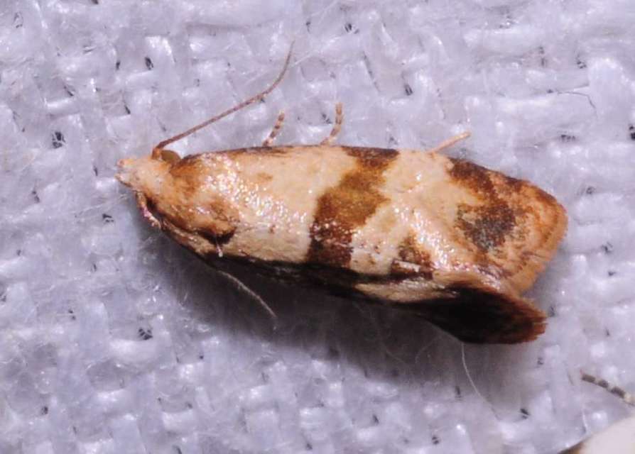 Phalonidia contractana - pipitér-fúrómoly