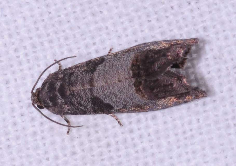 Cydia pomonella - almamoly