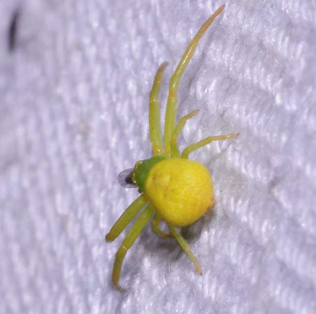 Ebrechtella tricuspidata - alakoskodó karolópók
