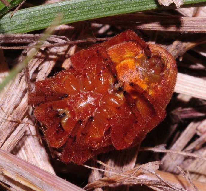 Araneus alsine - hűsölő keresztespók