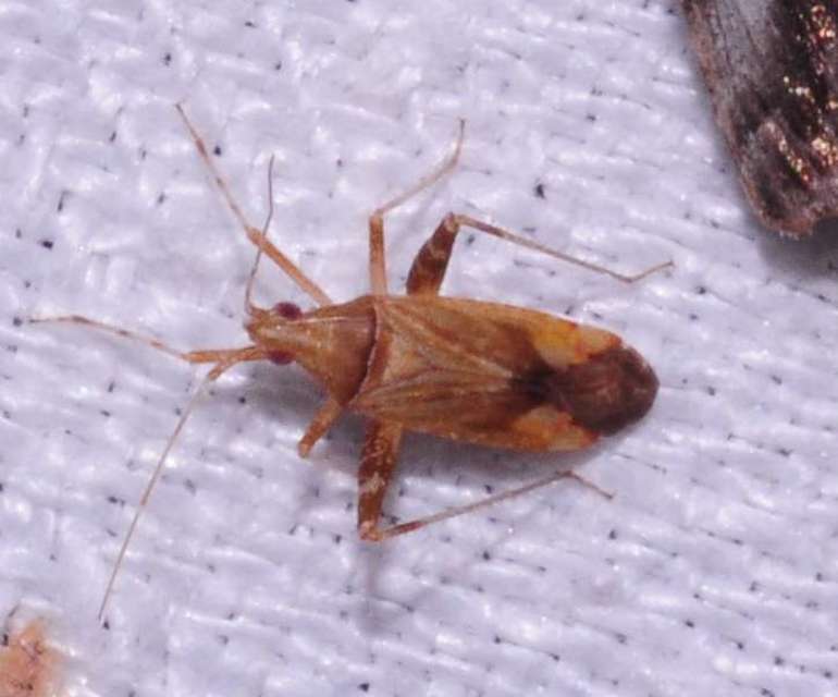 Phytocoris