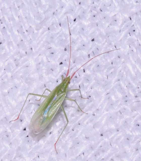 Trigonotylus
