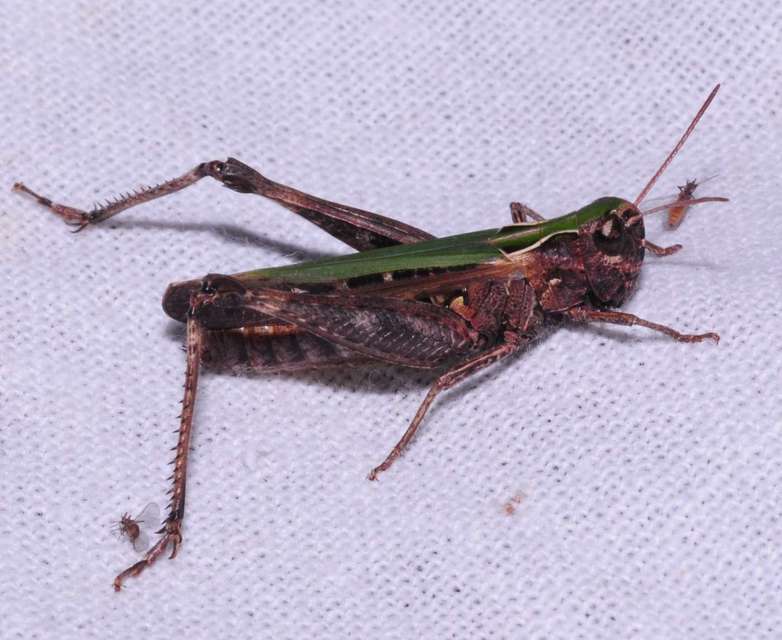 Omocestus rufipes - vöröshasú tarlósáska