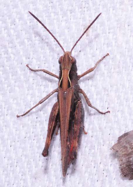 Omocestus rufipes - vöröshasú tarlósáska