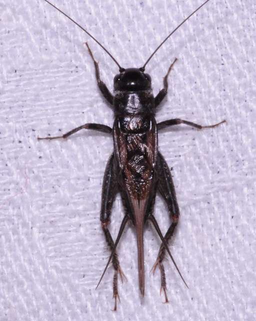 Eumodicogryllus bordigalensis - bordói tücsök
