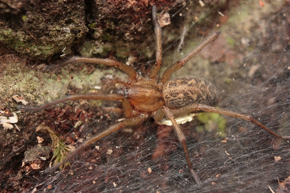 Eratigena agrestis - réti zugpók