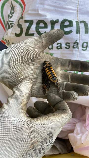 Acherontia atropos - halálfejes lepke