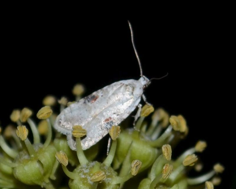 Agonopterix alstromeriana - bürök-laposmoly