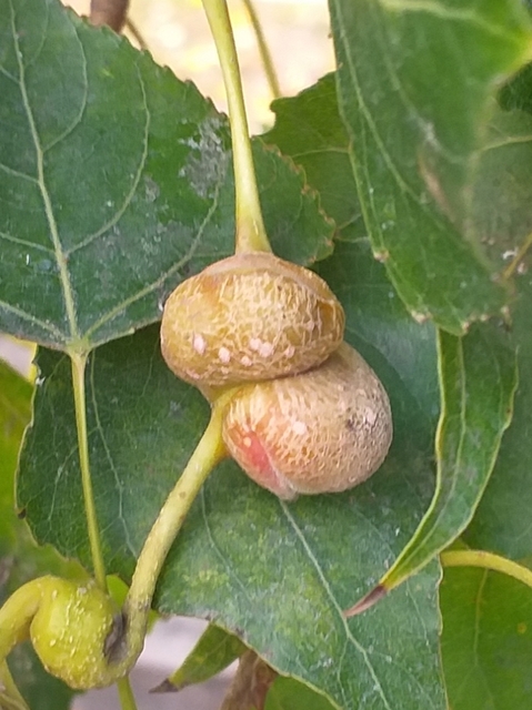 Pemphigus spyrothecae