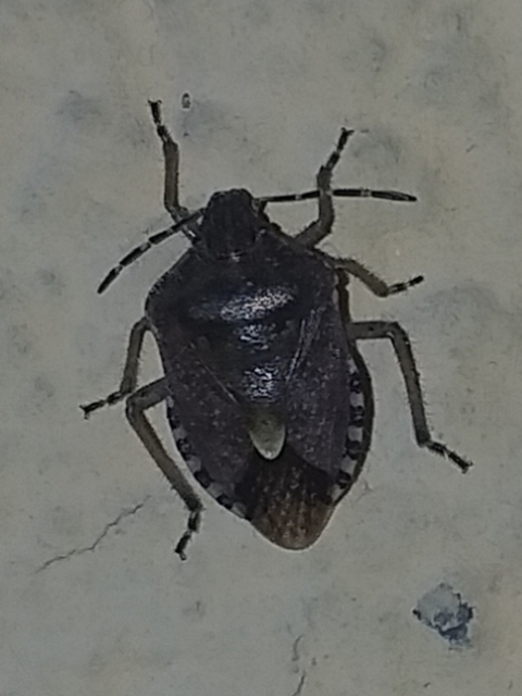 Dolycoris baccarum - közönséges bogyómászó-poloska