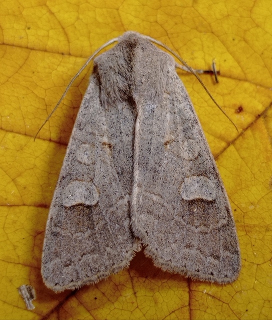 Ammoconia caecimacula - szürke őszibagoly