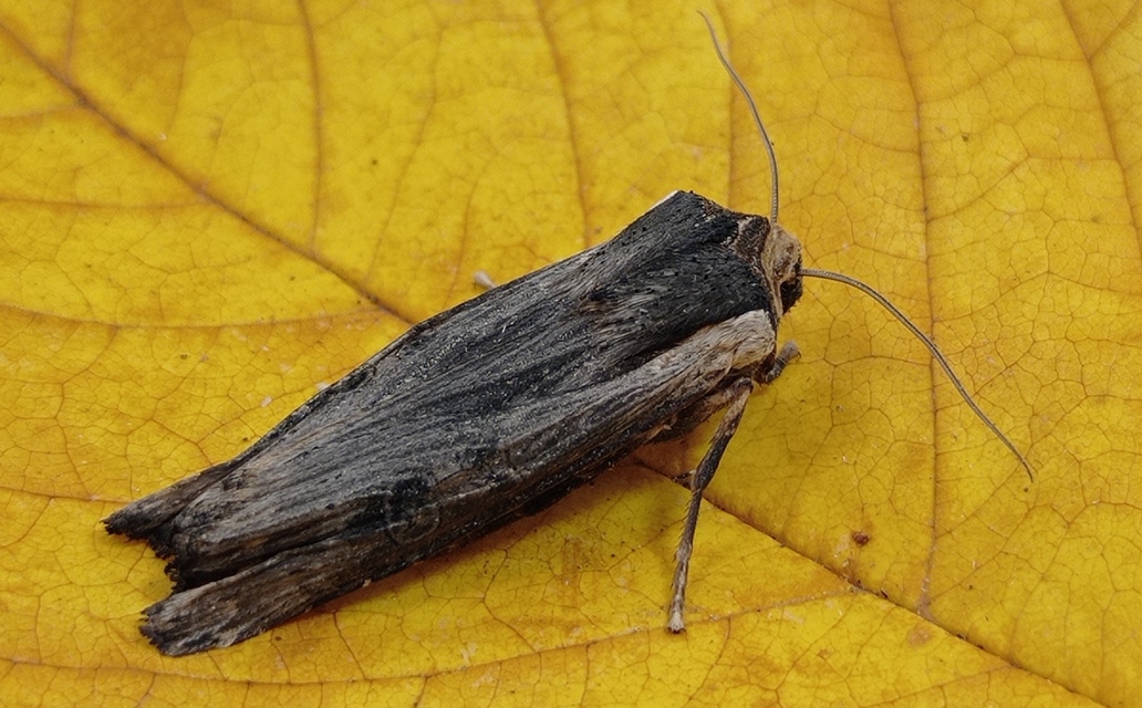 Xylena exsoleta - szürke fabagoly