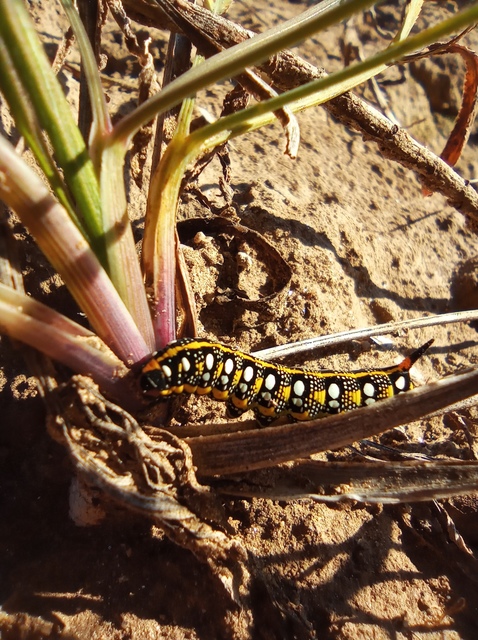 Hyles euphorbiae - kutyatejszender