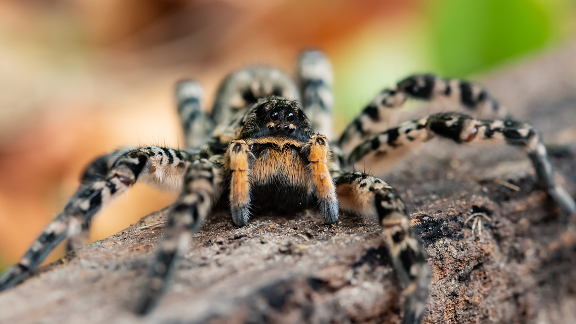 Lycosa singoriensis - szongáriai cselőpók