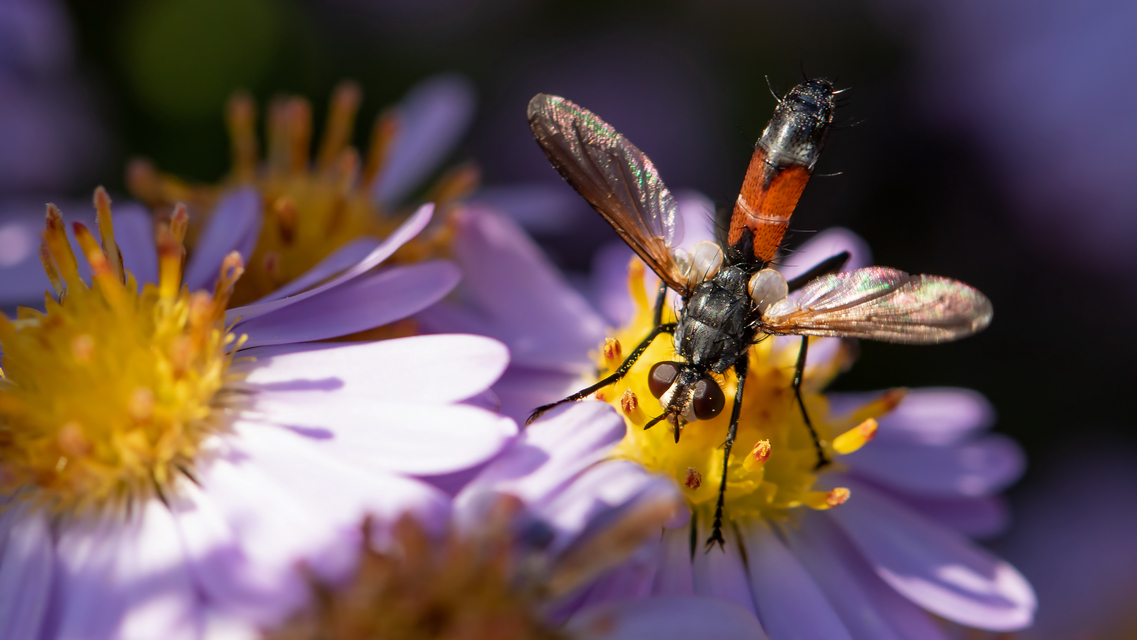 Cylindromyia