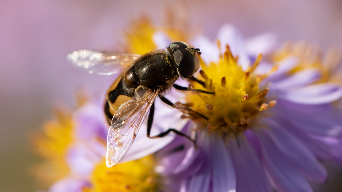 Eristalis arbustorum - fehérarcú herelégy