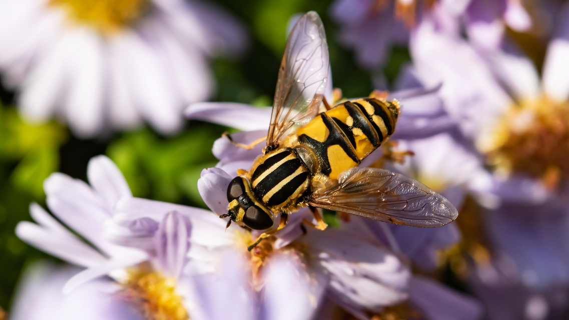 Helophilus pendulus - közönséges mocsárilégy