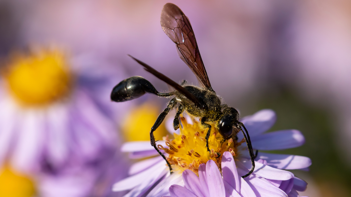 Isodontia mexicana - mexikói fűdarázs