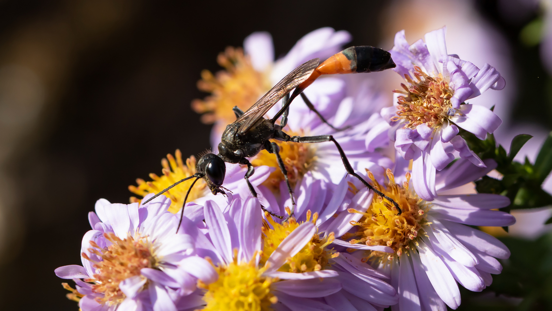 Ammophila
