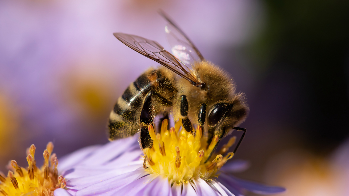 Apis mellifera - háziméh