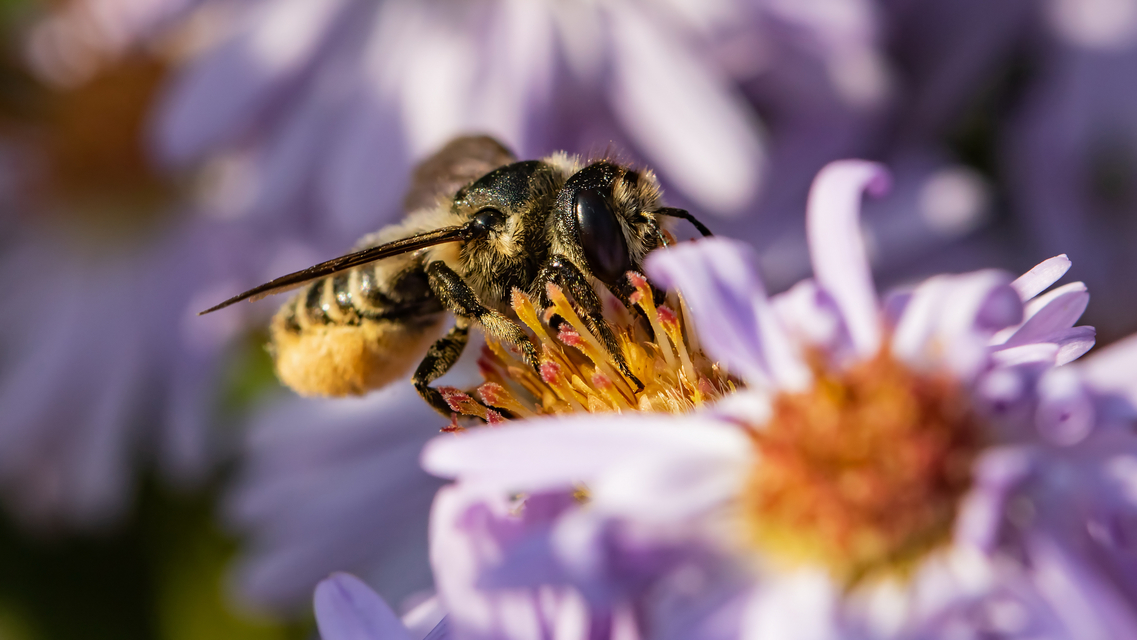 Megachilidae - művészméhek